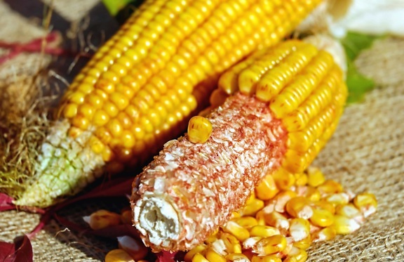 kukuřice, obilí, jídlo, semena, jádra, Zátiší
