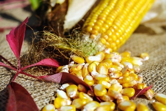 maïs, noyau, graine, natures mortes, nourriture, végétale, organique
