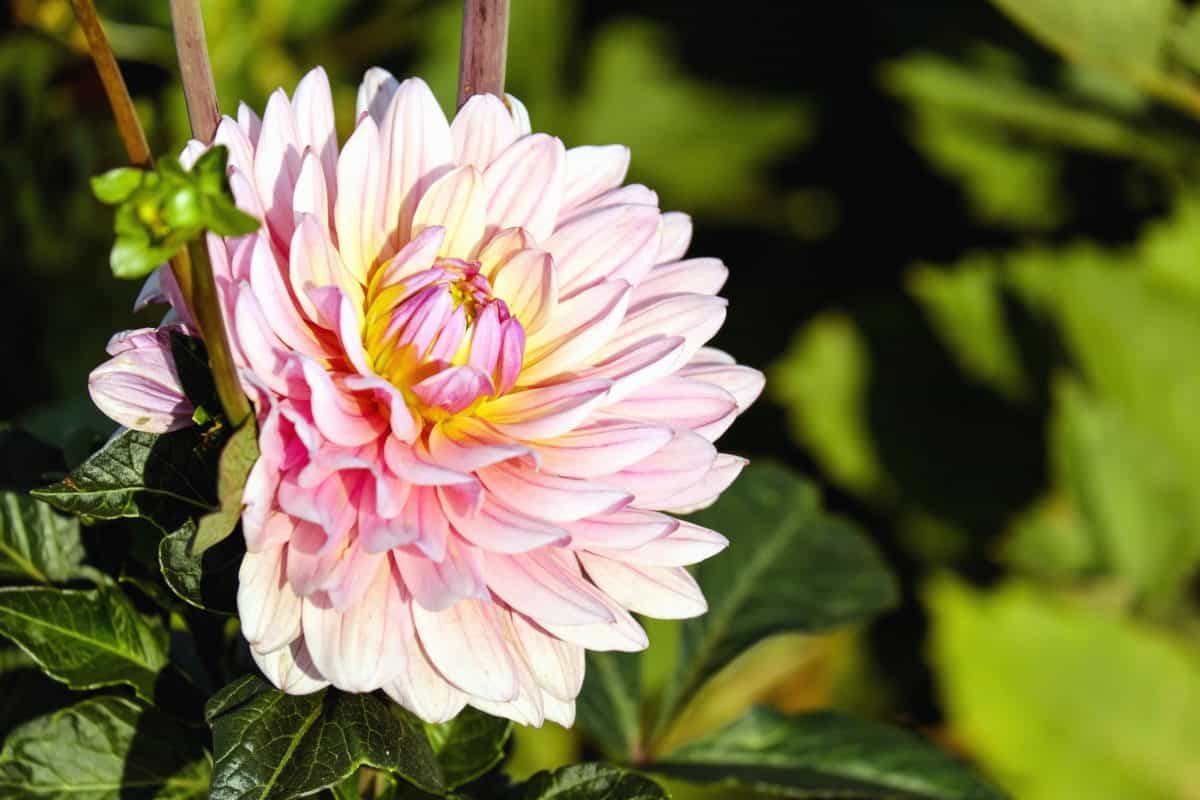 ดอกไม้ สวน พืช ธรรมชาติ ฤดูร้อน ใบ สีชมพู กลีบดอก