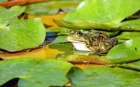 water, frog, leaf, nature, green leaves, amphibian