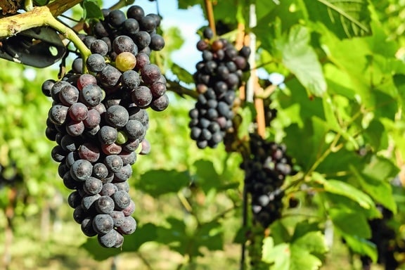 fruit, druif, voedsel, wijngaard, natuur, grapevine, blad, landbouw