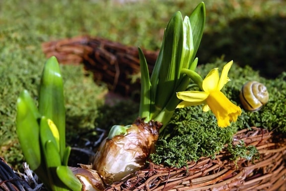 Narcis, cvijet, list, latica, vrt, priroda, flora