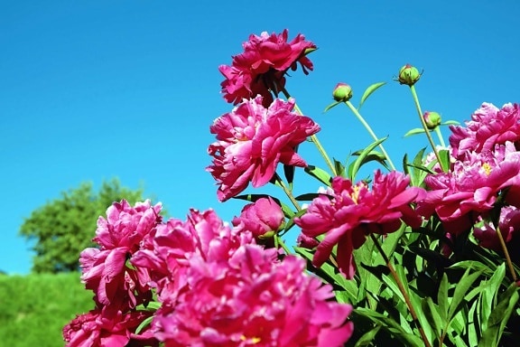 ดอกไม้ ฤดูร้อน ฟิลด์ กลีบดอก สีแดง สวน ใบ ธรรมชาติ ฟลอรา