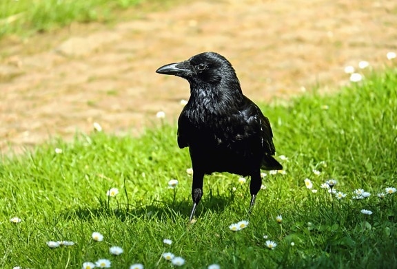 bird, grass, wildlife, crow, raven, nature, beak, wild, feather