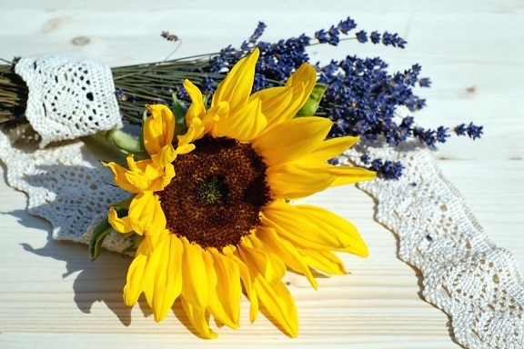 bunga, sifat, bunga matahari, masih hidup, tanaman, kelopak, musim panas, Meja