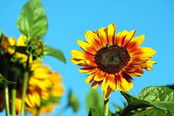 alam, daun, flora, musim panas, bunga matahari, bunga, Lapangan, pertanian