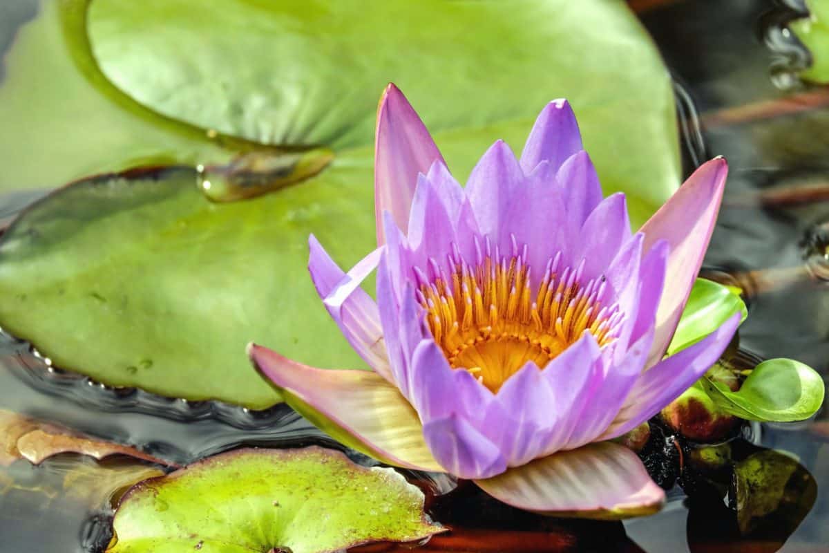 Lotus, blad, meditatie, water, bloem, exotische, waterlily