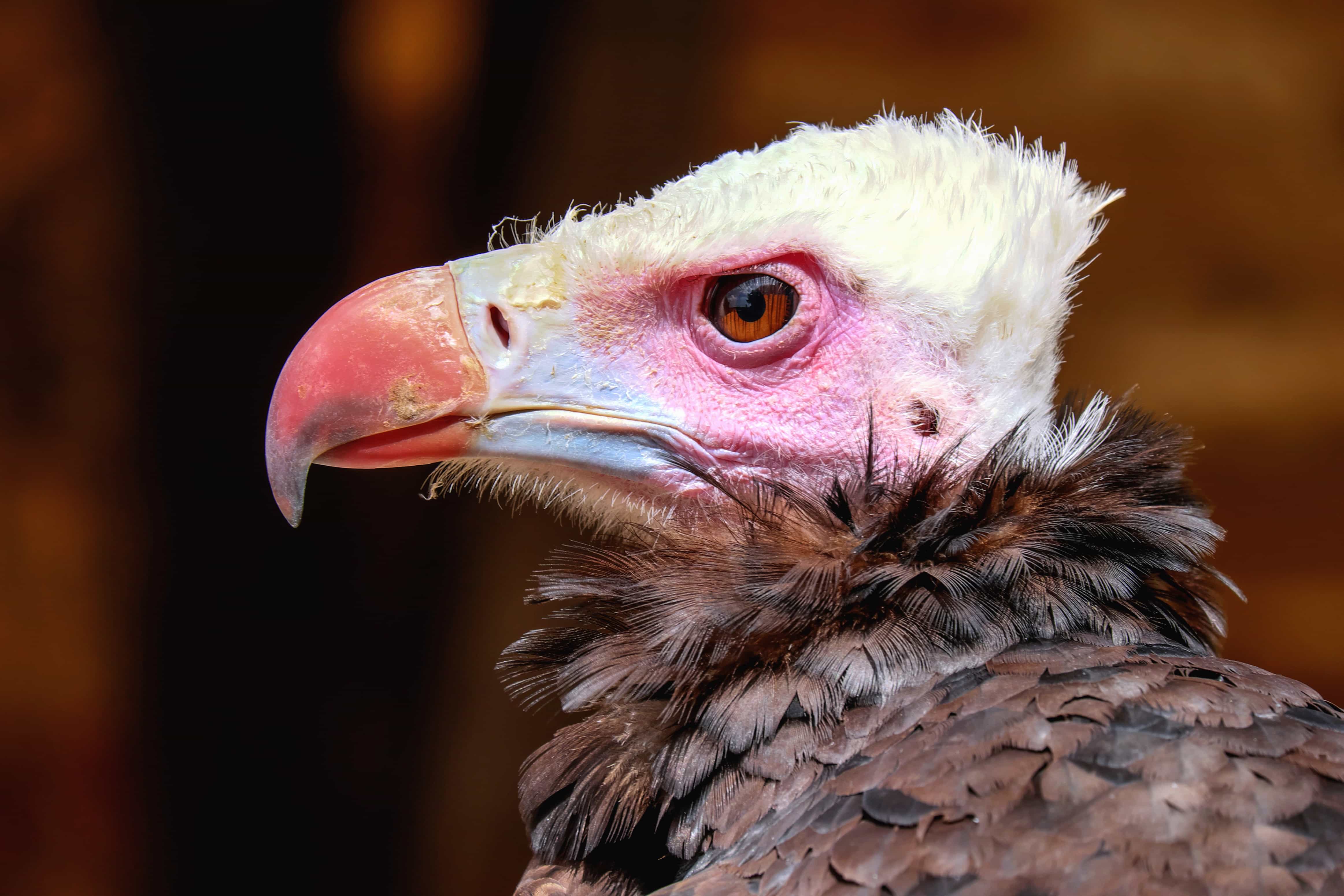 Imagen gratis: vida silvestre, águila, pájaro, pico, aves de corral,  retrato, naturaleza, pluma