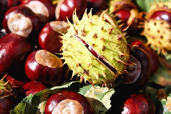 Castanea sativa, chestnut, leaf, seed, shell, nature, autumn