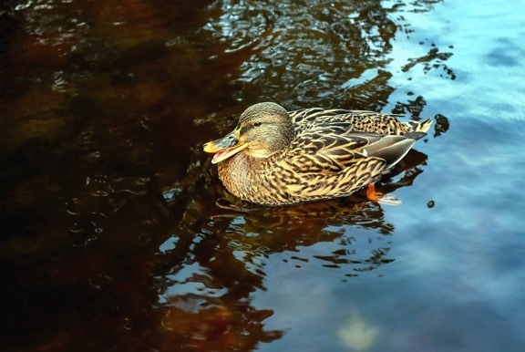 nature, water, wildlife, bird, duck, poultry, lake, reflection