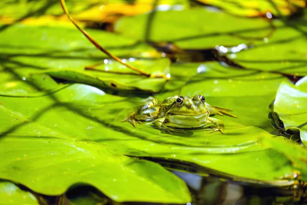 leaf, water, nature, frog, environment, swamp, lotus