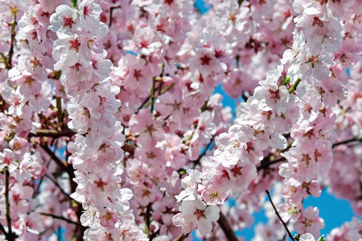 фото цветут деревья