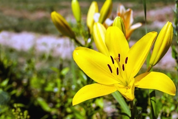 ลิลลี่ ดอกไม้ ธรรมชาติ ใบ พืช สวน ฤดูร้อน โรงงาน