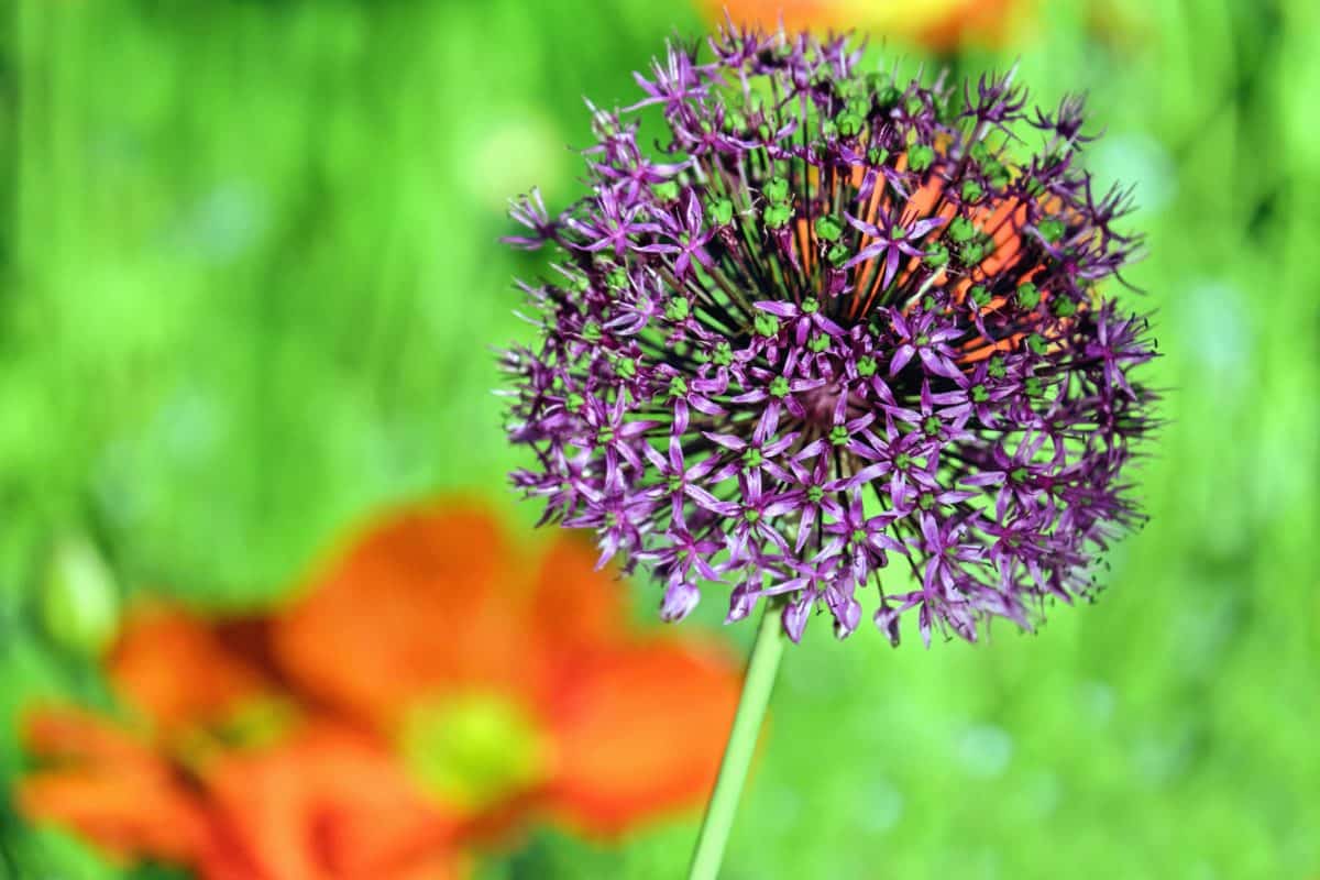 bunga flora, makro, detail, alam, musim panas, Taman tanaman