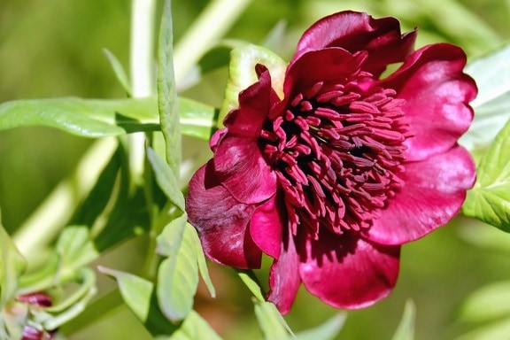 red peony, flora, nature, leaf, garden, summer, peony flower, plant