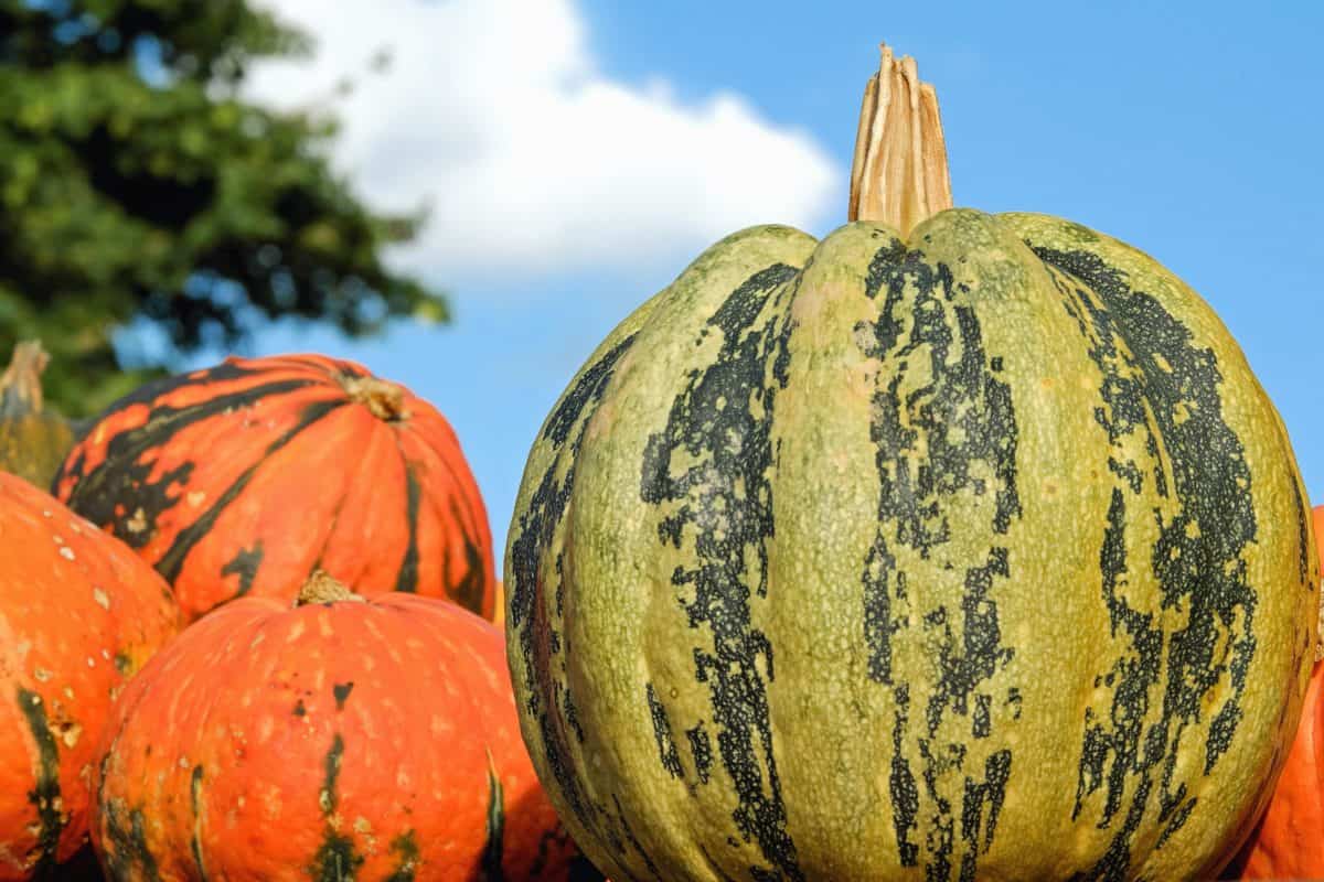 pumpkin, vegetable, autumn, food, farm, vegetable