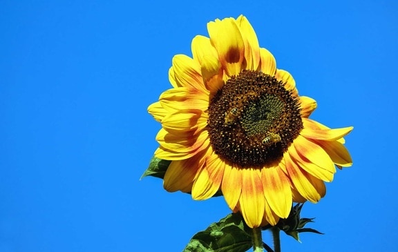 flora, nature, summer, flower, sunflower, field, agriculture