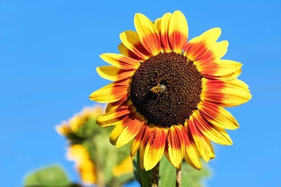 bunga, musim panas, alam, flora, bunga matahari, bidang, pertanian