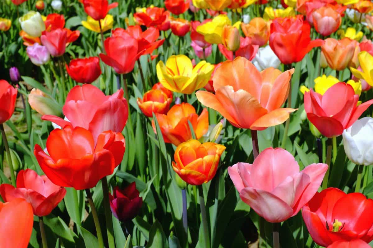 Tulipe, été, nature, feuilles, champ, jardin, fleurs, flore