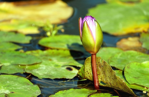 Flora, lotus, vedessä, lumpeen, luonto, kukka, lehti