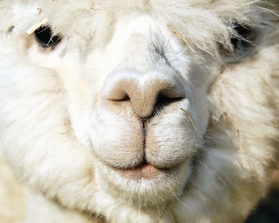 羊驼, 自然, 头, 肖像, 可爱, 动物, 脸, 毛皮, 骆驼