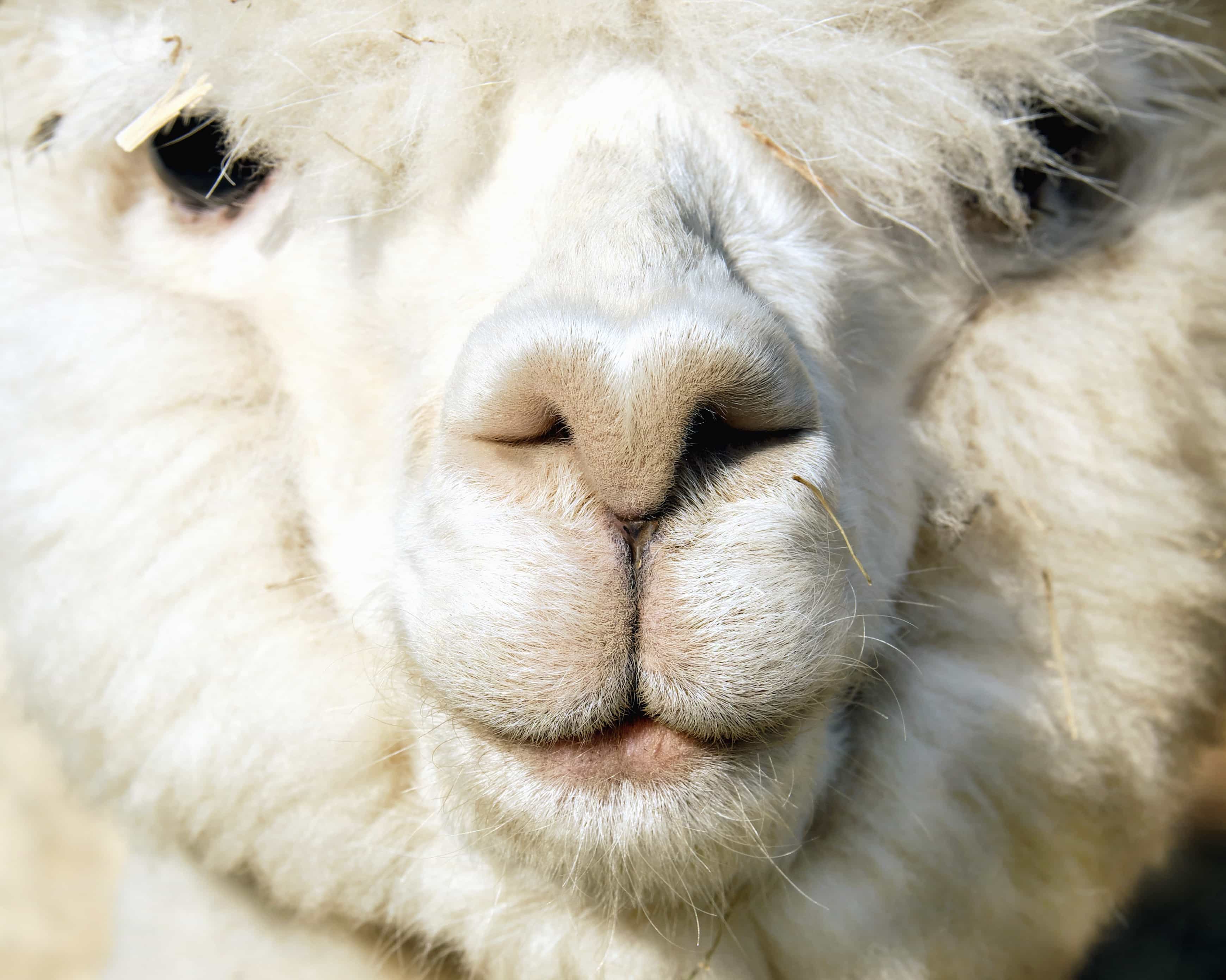 Free picture: alpaca, nature, head, portrait, cute, animal, face, fur, llama