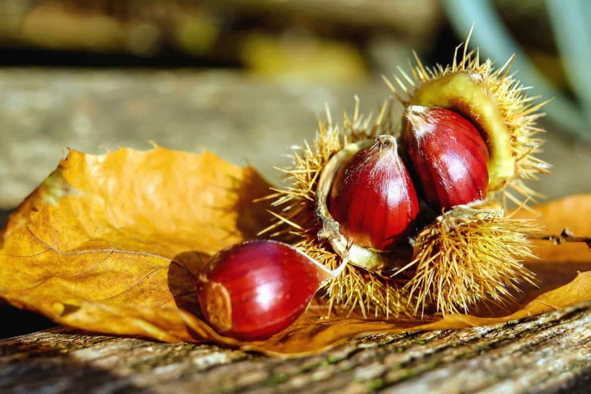 Castanea sativa, chestnut, leaf, flora, nature, seed, autumn