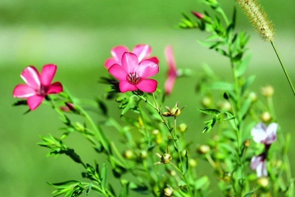 ใบ ฤดูร้อน ดอกไม้ ดอกไม้ ธรรมชาติ สีชมพู สมุนไพร หญ้า