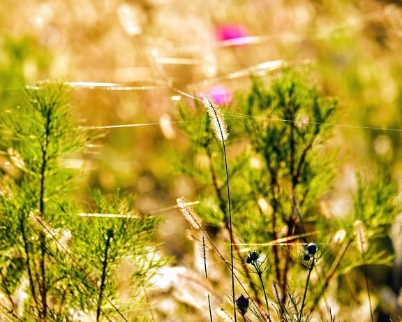 Лето, сельских, цветок, солнце, поле, природа, трава, флора, Херб