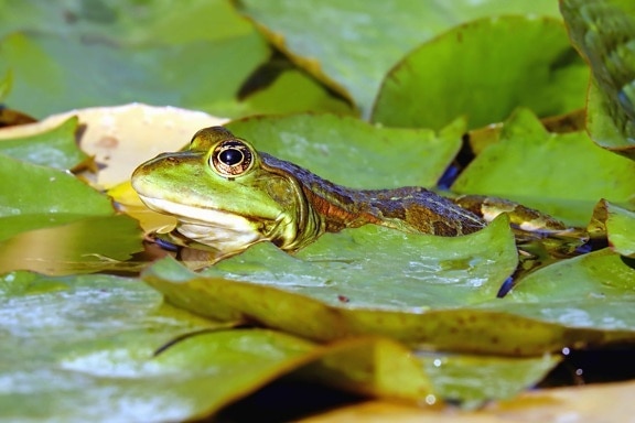 frog, leaf, amphibian, eye, wildlife, green leaf, animal