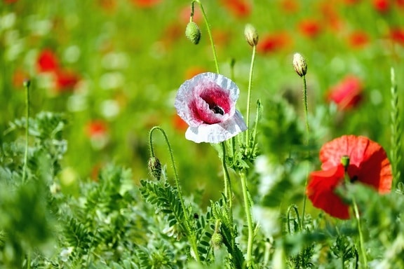 poppy, summer, grass, flower, flora, nature, field, bloom