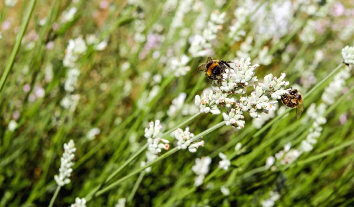 Природа, насекомое, летом, пчела, флора, мед, травы, цветок