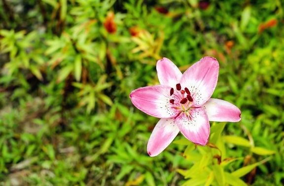 ฤดูร้อน ใบ พืช ธรรมชาติ สวยงาม ดอกไม้ สีชมพู สวน