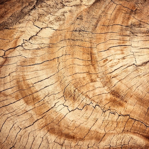 木材、樹皮、木、堅材、自然、詳細、マクロ、テクスチャ、パターン