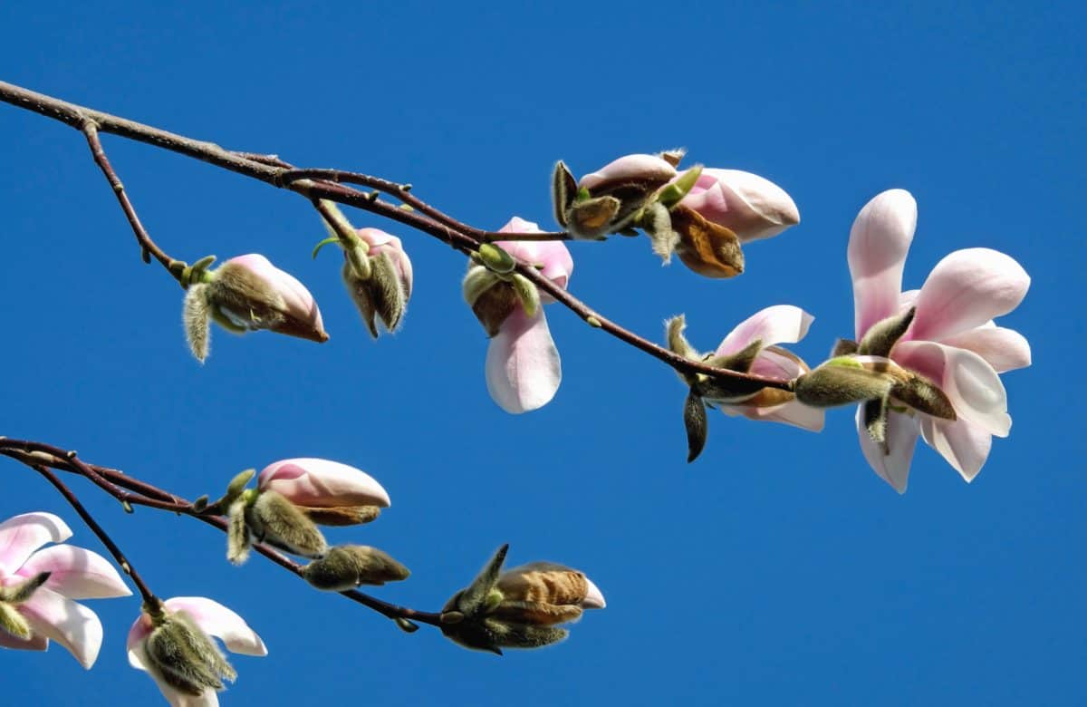 відділення природи квітка, флора, дерево, небо, Брунька, весна