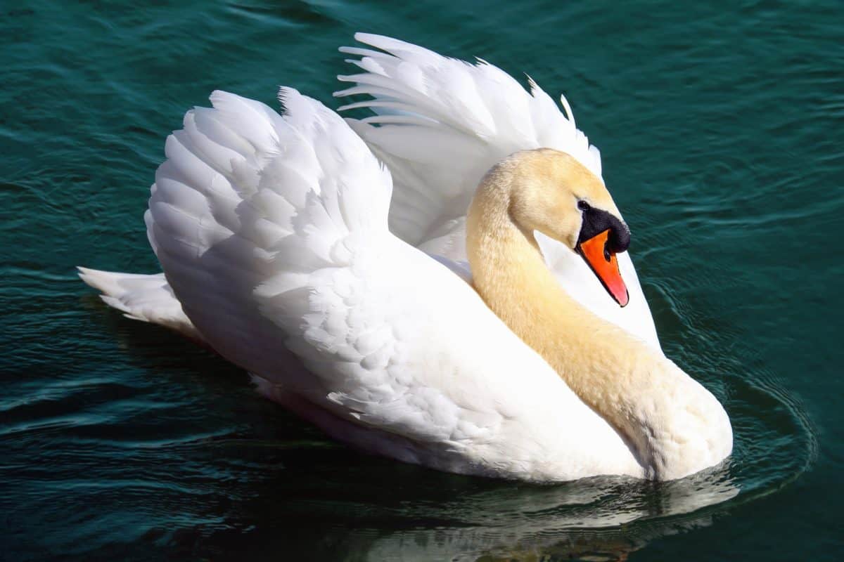 Swan, fågel, vatten, näbb, djurliv, sjön