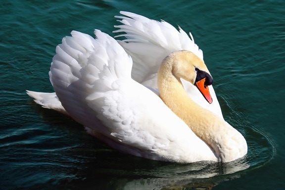 Swan, fugl, vann, nebb, dyreliv, lake