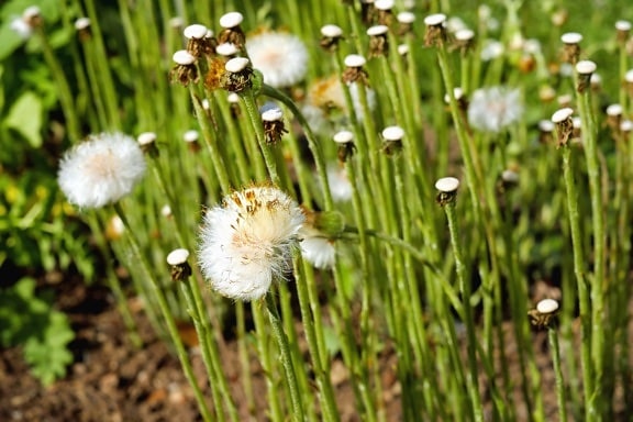 dandelion, seed, summer, grass, nature, flower, flora, field, plant