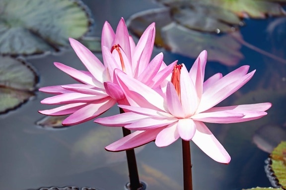 lily, waterlily, nature, leaf, flora, lotus, aquatic, flower