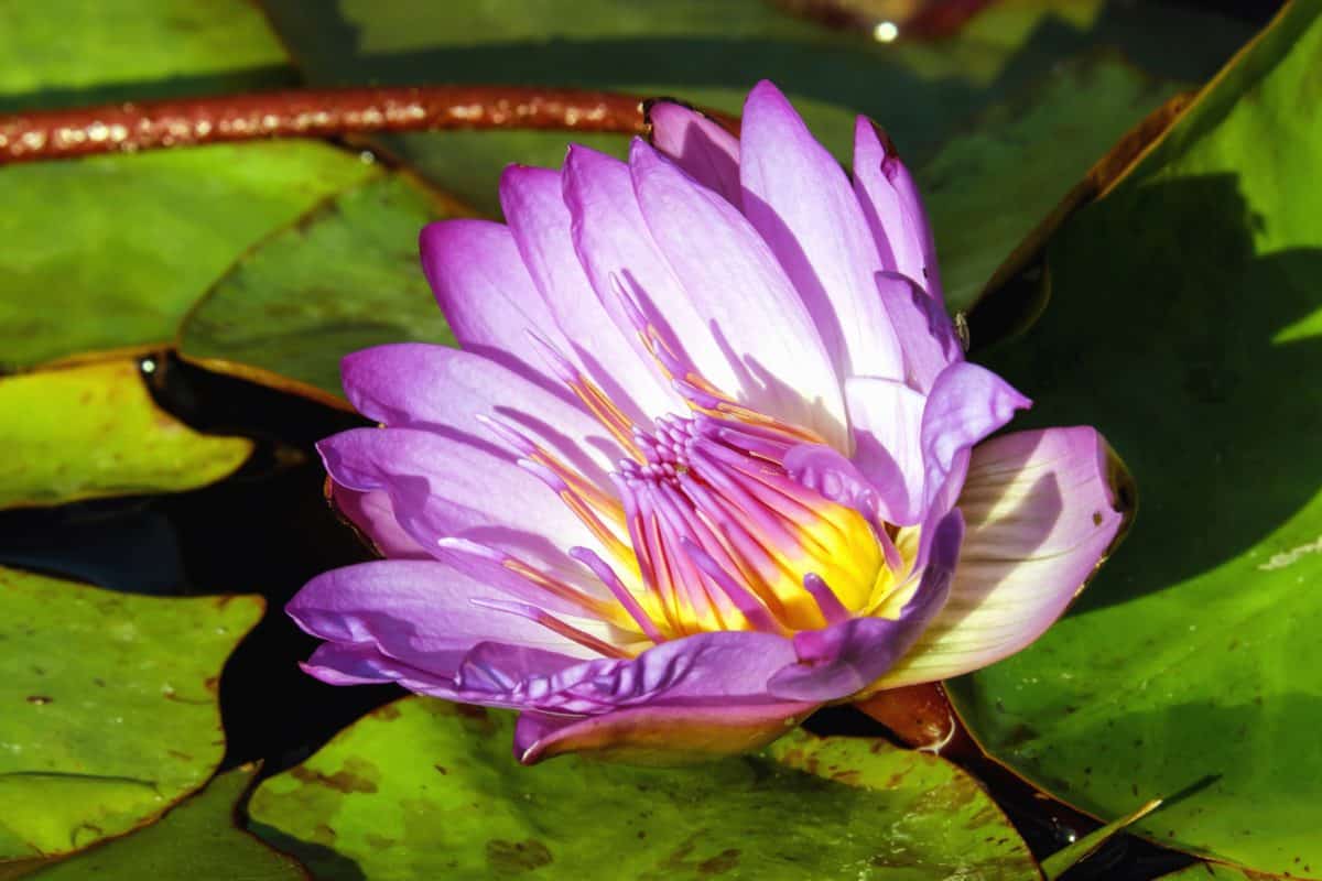 waterlily, cvijet, lotus, vodeni, list, egzotične, priroda