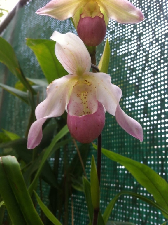 fiore dell'orchidea, foglia, giardino, flora, esotico, natura, albero, pianta
