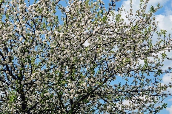 Free picture: branch, leaf, nature, garden, flower, flora, cherry tree ...