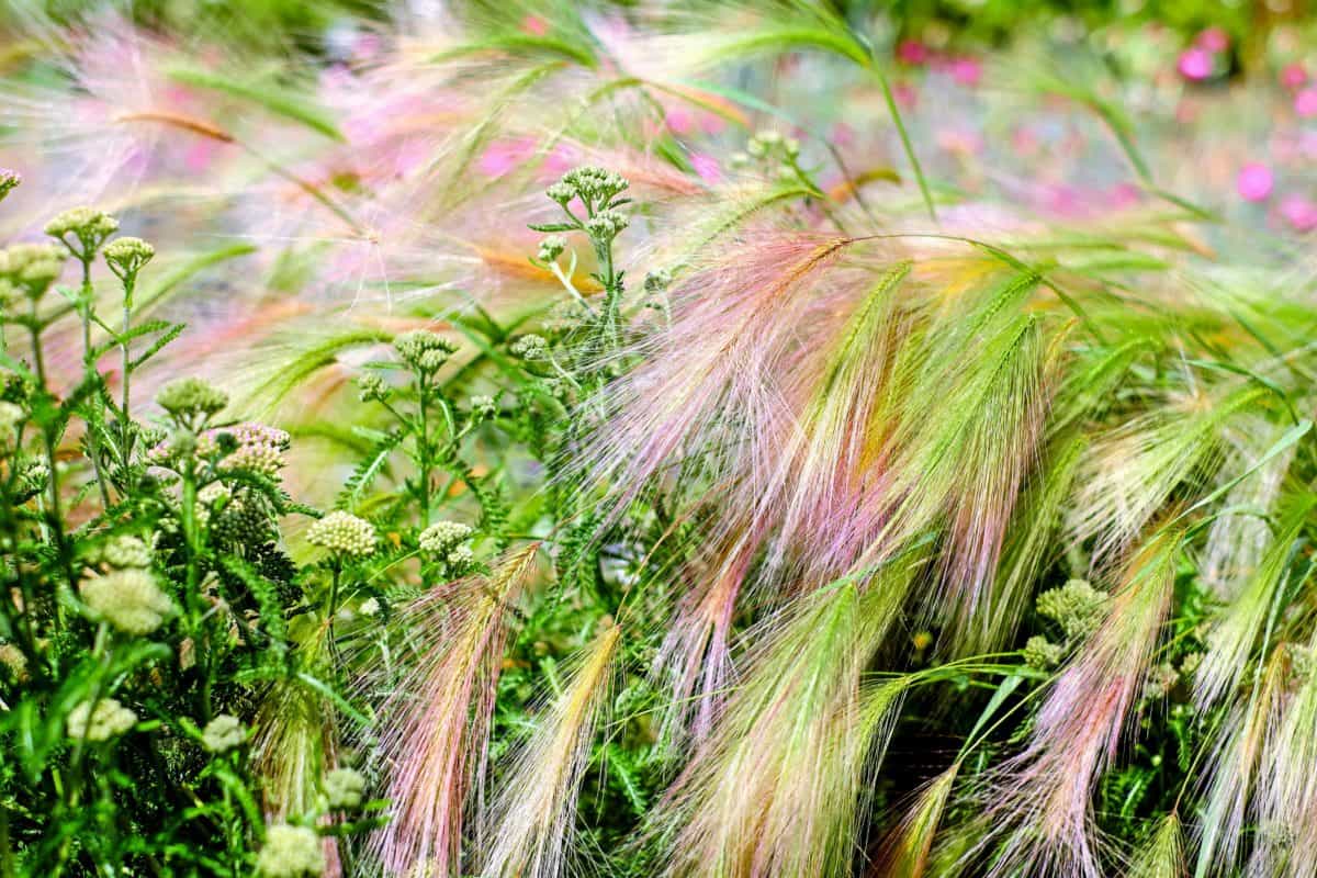 Tác dụng của cây cỏ ngọt  6 Lợi ích tuyệt vời khi dùng cỏ ngọt  Shop Rừng  Vàng  Đặc sản Thảo Mộc từ núi rừng Việt