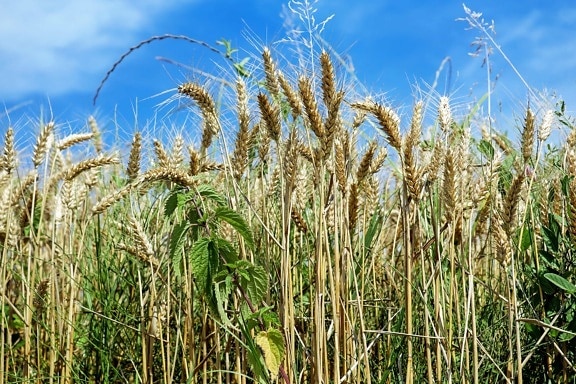 countryside, cereal, field, agriculture, farm