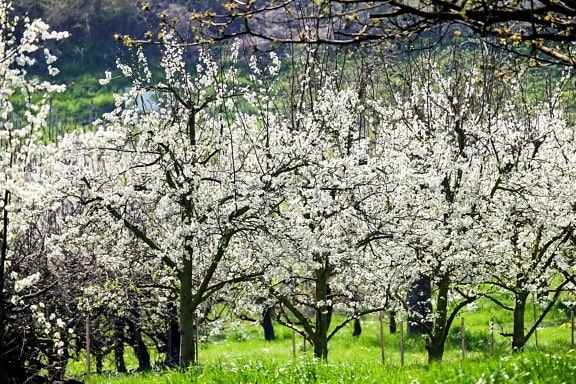 Orchard, kvet, strom, flóra, príroda, krajina, pobočky