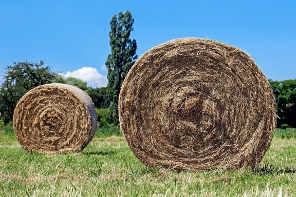 field, food, agriculture, straw, farm, landscape, countryside