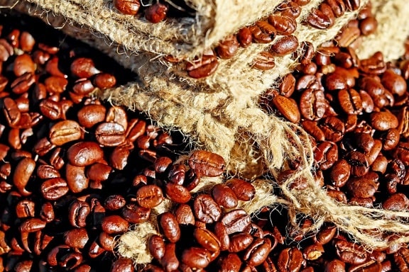 种子, 咖啡, 食物, 饮料, 豆类, 棕色, 咖啡因, 浓咖啡