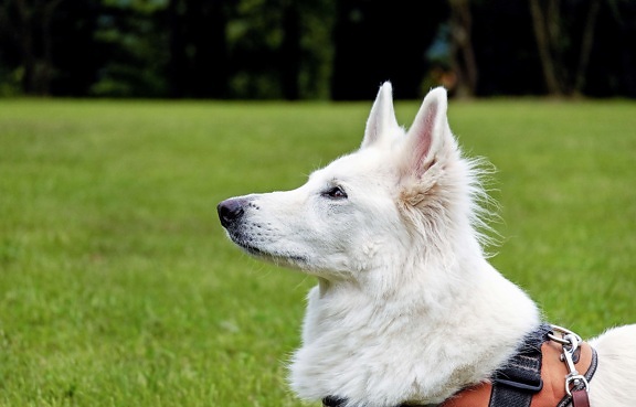 canine, hvide hund, pet, pels, sød, græs, udendørs