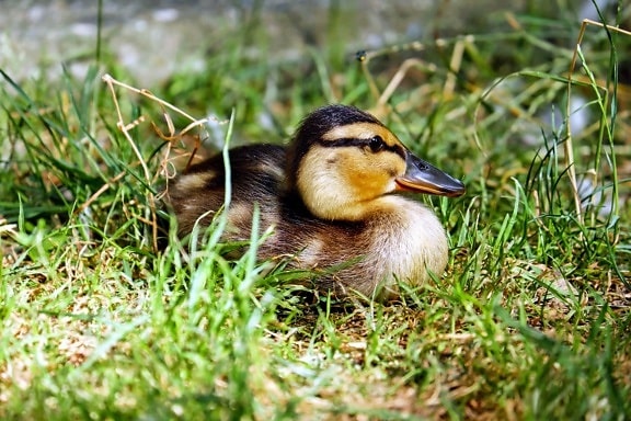 grass, nature, duckling, outdoor, animal, duck