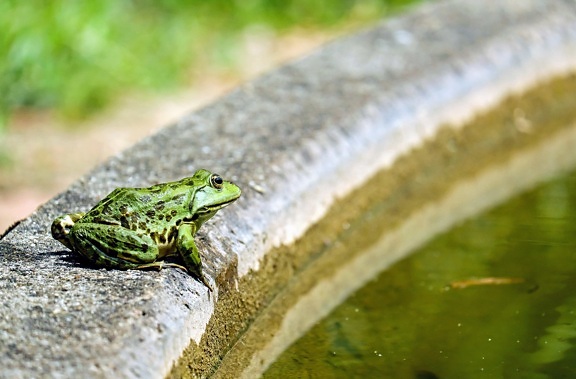 žaba, priroda, oko, biljni i životinjski svijet, trave, vodu